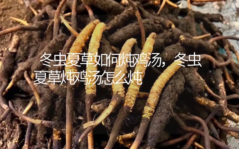 冬蟲夏草如何燉雞湯，冬蟲夏草燉雞湯怎么燉