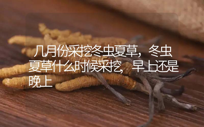 幾月份采挖冬蟲夏草，冬蟲夏草什么時(shí)候采挖,早上還是晚上