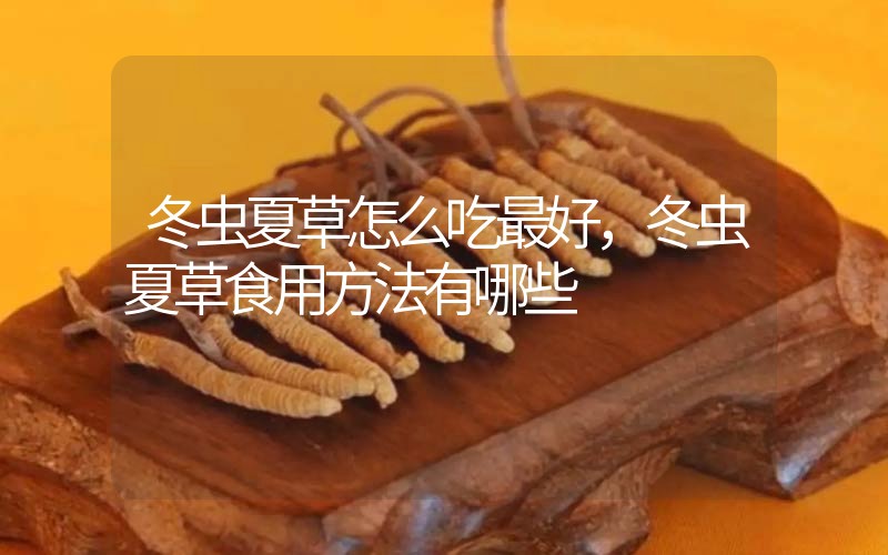 冬蟲夏草怎么吃最好，冬蟲夏草食用方法有哪些