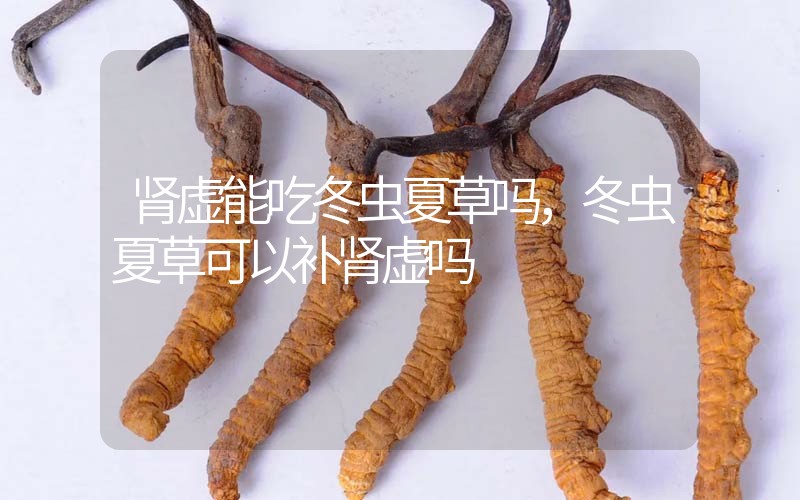腎虛能吃冬蟲夏草嗎，冬蟲夏草可以補(bǔ)腎虛嗎？