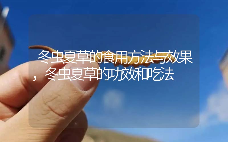 冬蟲夏草的食用方法與效果，冬蟲夏草的食用方法！