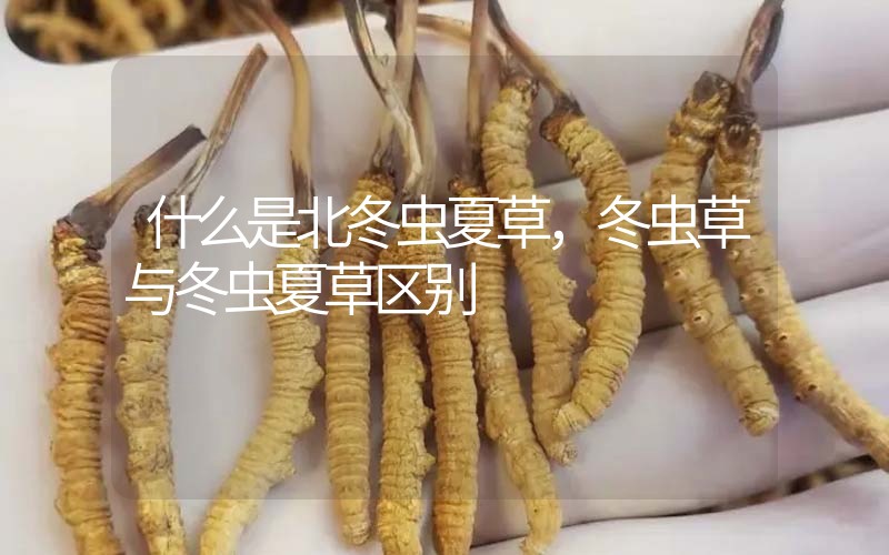 什么是北冬蟲(chóng)夏草，北冬蟲(chóng)草與冬蟲(chóng)夏草區(qū)別