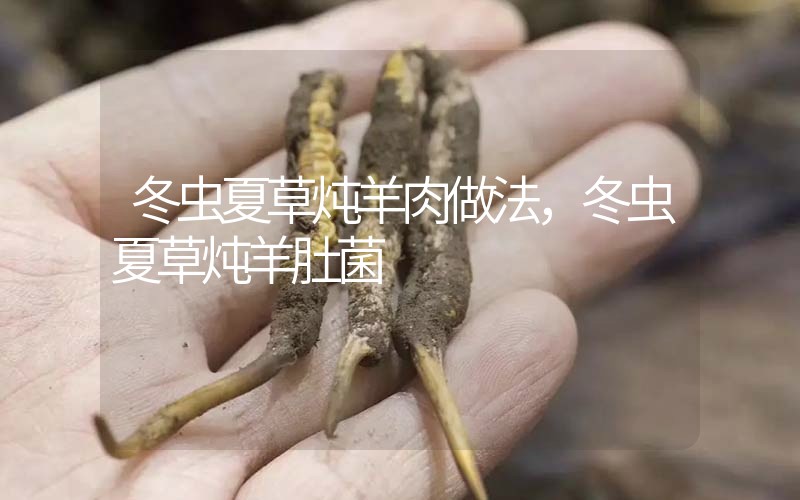 冬蟲夏草燉羊肉做法，冬蟲夏草燉羊肚菌