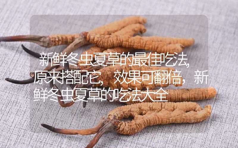 新鮮冬蟲夏草的最佳吃法,原來搭配它,效果可翻倍，新鮮冬蟲夏草的吃法大全