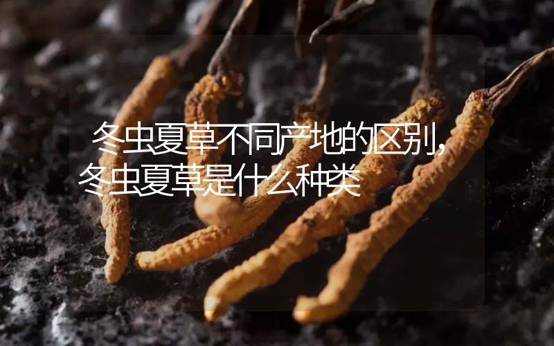 冬蟲(chóng)夏草不同產(chǎn)地的區(qū)別，冬蟲(chóng)夏草是什么種類