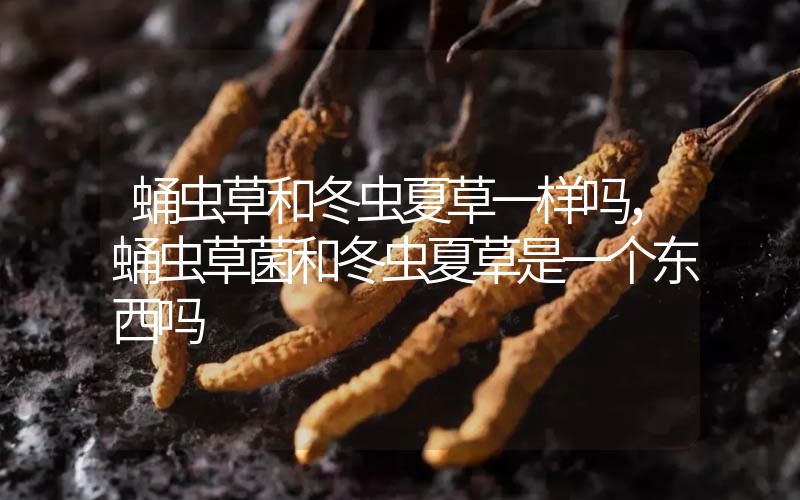 蛹蟲草和冬蟲夏草一樣嗎?，蛹蟲草菌和冬蟲夏草是一個(gè)東西嗎