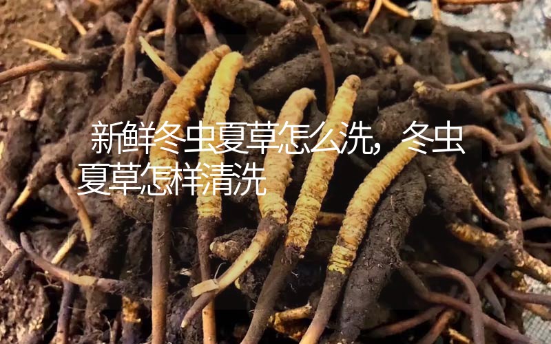 新鮮冬蟲(chóng)夏草怎么洗，冬蟲(chóng)夏草怎樣清洗