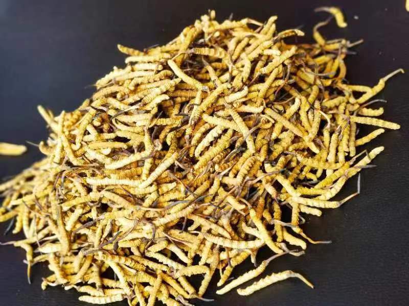 冬蟲(chóng)夏草哪幾種食用方法比較好呢？推薦幾種參考