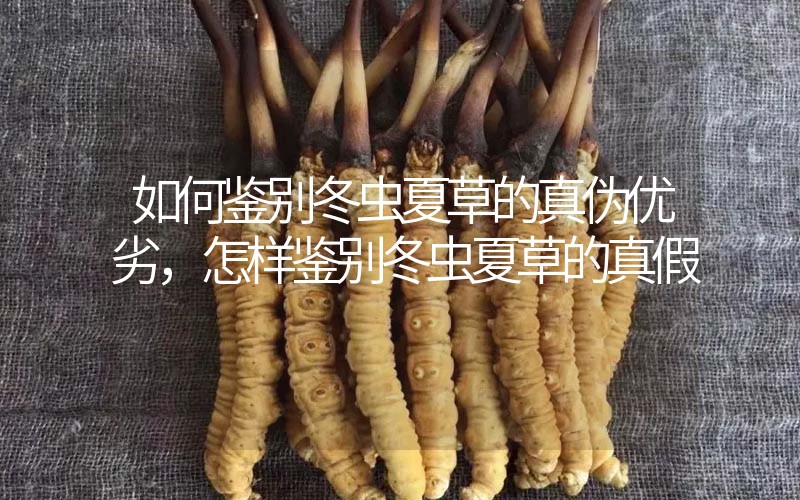 如何鑒別冬蟲夏草的真?zhèn)蝺?yōu)劣，怎樣鑒別冬蟲夏草的真假