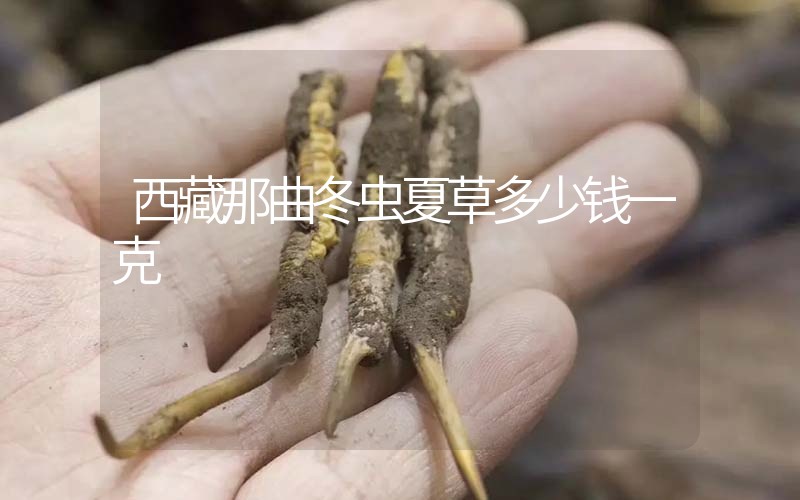 西藏那曲冬蟲夏草多少錢一克？