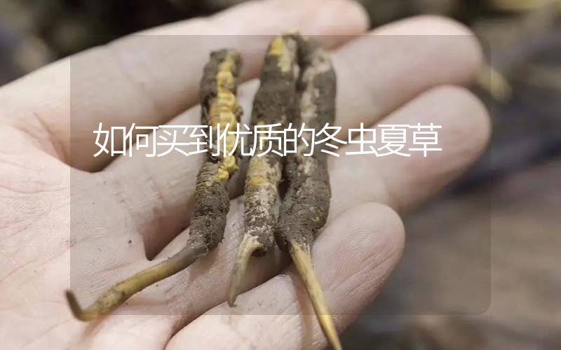 如何買到優(yōu)質的冬蟲夏草,那曲蟲草如何分辨