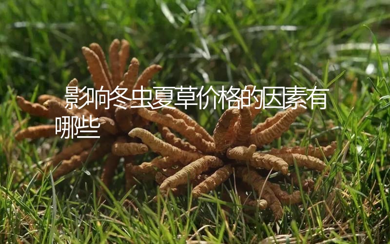 影響冬蟲夏草價格的因素有哪些？