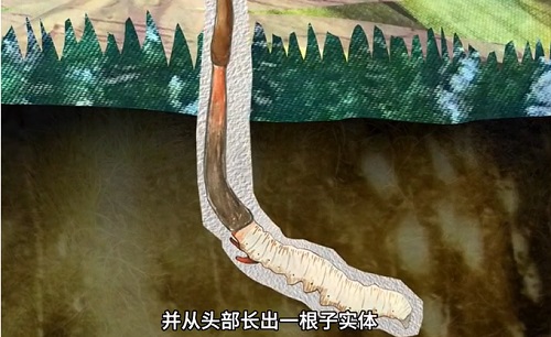 冬蟲(chóng)夏草到底是蟲(chóng)還是草？你猜到了嗎？