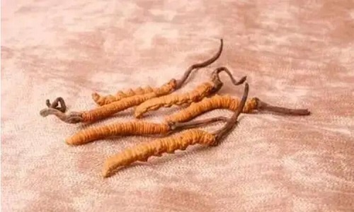 哪個產(chǎn)地的冬蟲夏草營養(yǎng)價值高,哪里的蟲草更好？