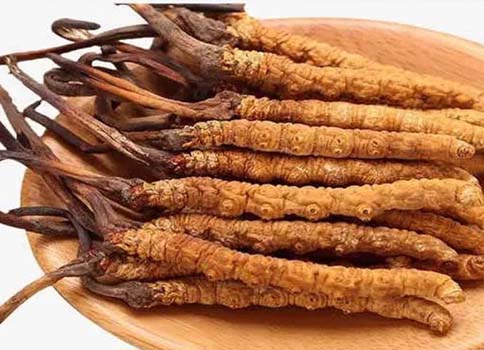 冬蟲(chóng)夏草禁忌人群以及注意事項(xiàng)(三類人不能吃冬蟲(chóng)夏草)