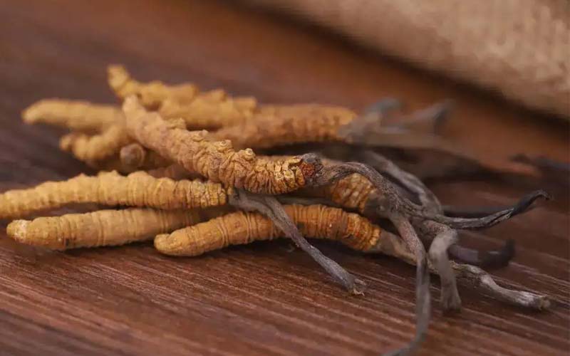 西藏的冬蟲(chóng)夏草作用如何？