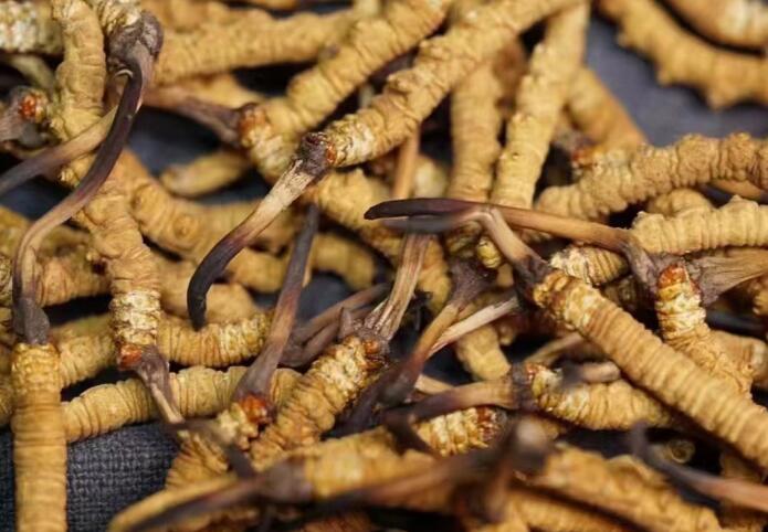 什么樣的冬蟲夏草不能買？