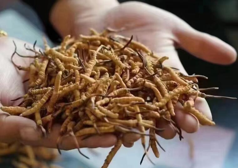 新鮮冬蟲夏草怎么洗最好？新鮮冬蟲夏草怎么清洗？