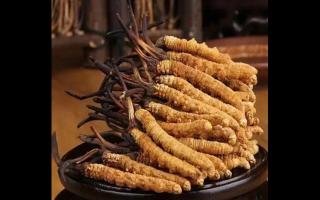 為什么藏民手里的蟲草比網(wǎng)上貴？