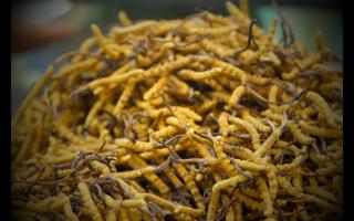 冬蟲(chóng)夏草對(duì)老年人有什么好處？