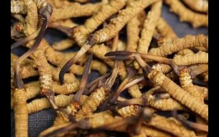 對(duì)冬蟲(chóng)夏草認(rèn)識(shí)與食用上的誤區(qū)？