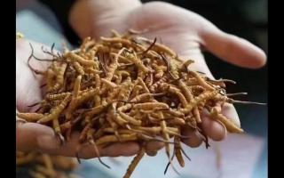 新鮮冬蟲夏草怎么吃？