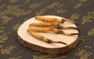 新鮮冬蟲夏草和干草價(jià)格有什么不同？