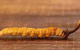 別被假冒偽劣品蒙騙了！如何辨別優(yōu)質(zhì)冬蟲夏草？