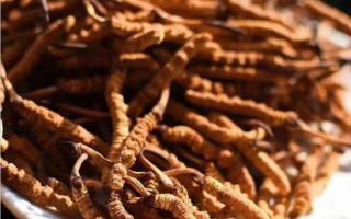 冬蟲夏草的行業(yè)術(shù)語，讓販子不敢在騙你
