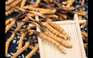 對(duì)話冬蟲夏草：為什么新鮮是王道？