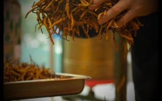 什么是冬蟲夏草？冬蟲夏草的產(chǎn)地以及產(chǎn)量！