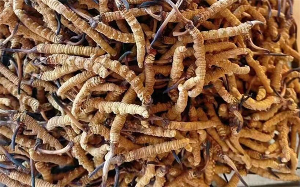 冬蟲(chóng)夏草可以和番石榴一起吃嗎？