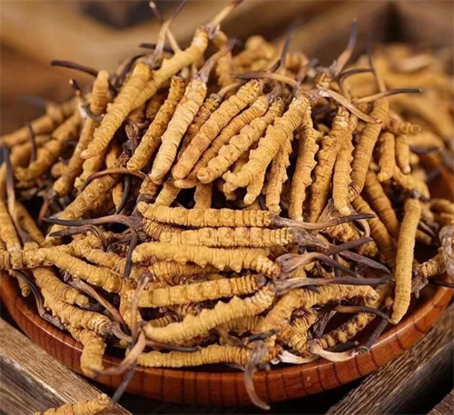 影響冬蟲夏草價(jià)格的5個(gè)因素