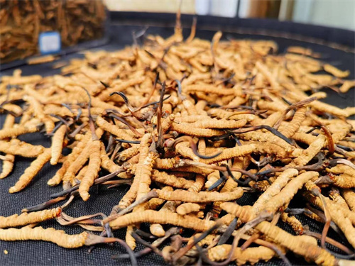 哪些人不能吃冬蟲夏草？這5類人慎食冬蟲夏草