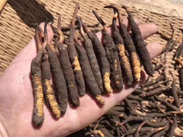 新鮮的冬蟲夏草怎么保存方法？讓珍貴之草保持活力