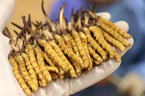 冬蟲(chóng)夏草不能和什么一起吃？冬蟲(chóng)夏草應(yīng)避免與6類食材同時(shí)食用