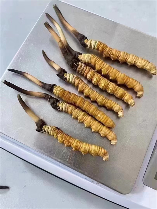 冬蟲夏草煮還是泡好？兩種食用方法的對比分析