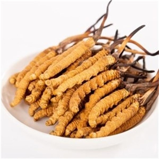 真的冬蟲夏草什么價(jià)格？冬蟲夏草價(jià)格的波動(dòng)與市場(chǎng)影響因素