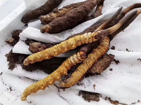 冬蟲夏草哪里的最好 盤點3個高品質的冬蟲夏草產(chǎn)地