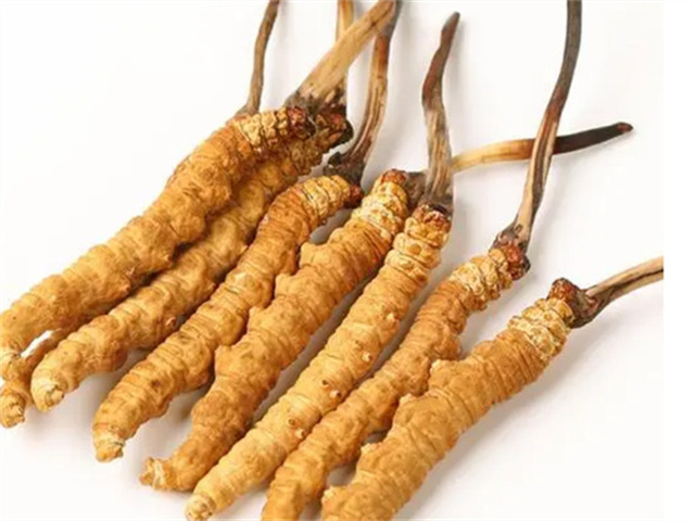 冬蟲(chóng)夏草燉肉補(bǔ)什么？冬蟲(chóng)夏草燉肉吃的4個(gè)好處