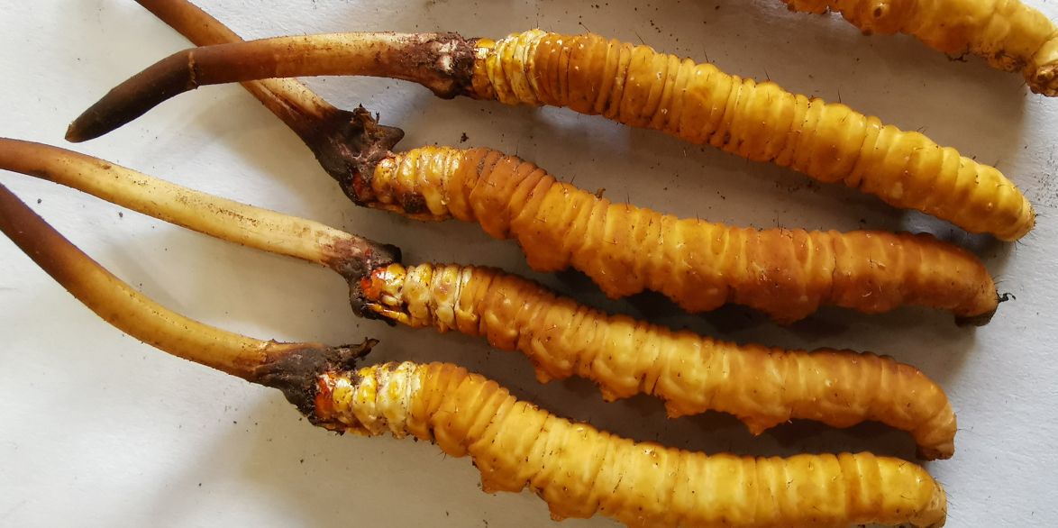 冬蟲夏草泡酒最佳配方：滋補養(yǎng)生，強身健體