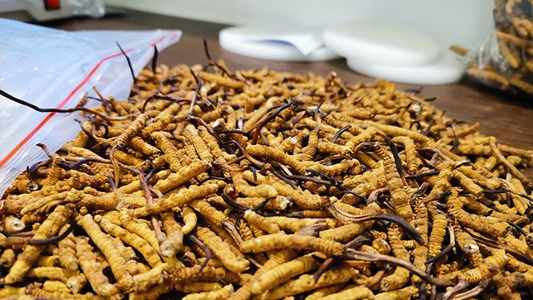 三類人不能吃冬蟲(chóng)夏草