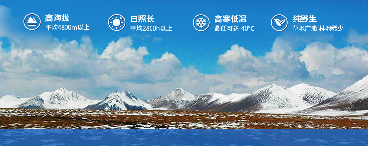 為什么說(shuō)西藏那曲的冬蟲(chóng)夏草，是品質(zhì)最好的蟲(chóng)草！