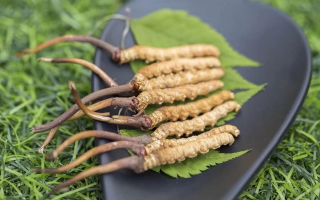 鮮冬蟲(chóng)夏草價(jià)格揭秘：一根究竟值多少錢？