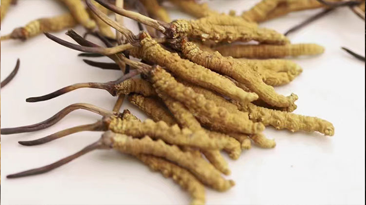 水溫決定營養(yǎng)！冬蟲夏草鮮草泡水溫度全解析?