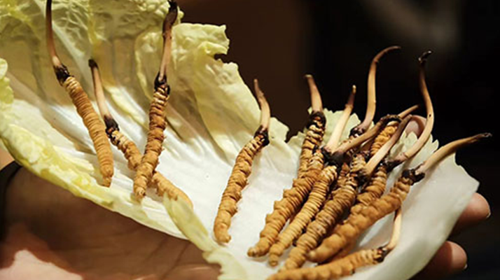 冬蟲夏草：干草與鮮草的終極對比，哪種更適合你？