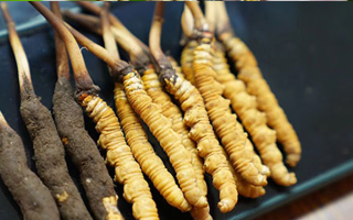 冬蟲夏草鮮草吃多久？科學(xué)食用周期與效果解析