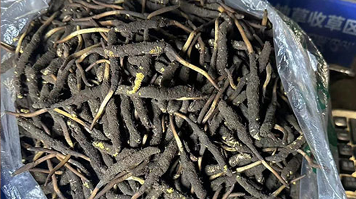 冬蟲夏草可以吃鮮的嗎？一文為你揭秘