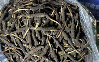 冬蟲夏草可以吃鮮的嗎？一文為你揭秘
