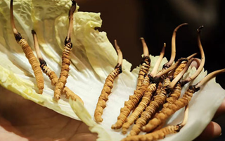 冬蟲夏草：鮮草與干草誰更勝一籌？